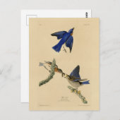 Eastern Bluebird aus Audubons Vögeln von Amerika Postkarte (Vorne/Hinten)