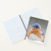 Eastern Bluebird Bird Office - Geschenke für Noteb Notizblock (Innenseite)