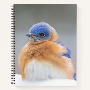 Eastern Bluebird Bird Office - Geschenke für Noteb Notizblock