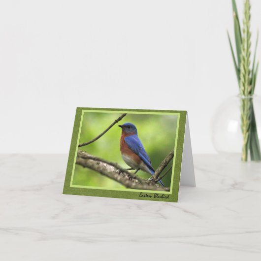 Eastern Bluebird Card Karte (Vorderseite)