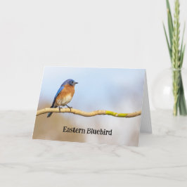 Eastern Bluebird Dankeskarte