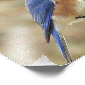 Eastern Bluebird Foto Print (Ecke)