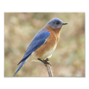 Eastern Bluebird Foto Print