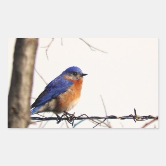 Eastern Bluebird Foto Rechteckiger Aufkleber (Vorderseite)