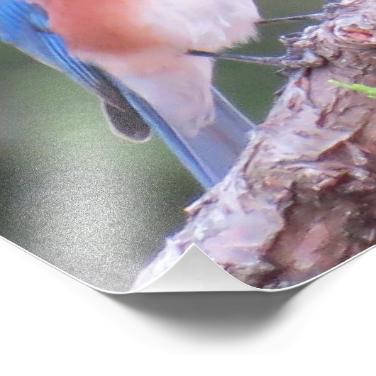 Eastern Bluebird Fotodruck (Ecke)