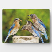 Eastern Bluebird Fotoplatte (Vorderseite)