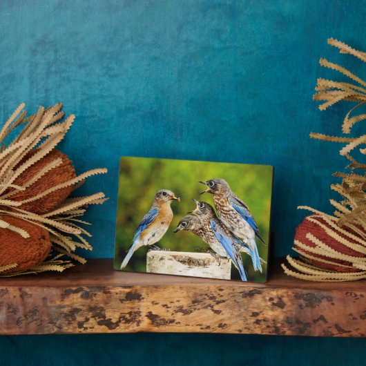 Eastern Bluebird Fotoplatte (Seite)