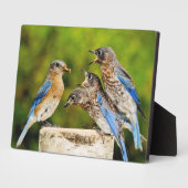 Eastern Bluebird Fotoplatte (Seite)