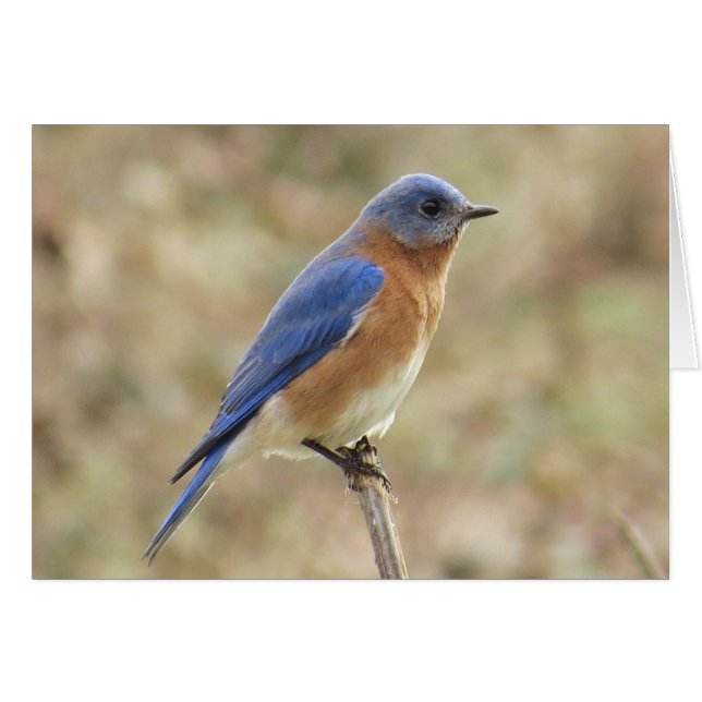 Eastern Bluebird Grußkarte (Vorderseite (Horizontal))