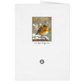 Eastern Bluebird in Snow - Original Foto (Hinten)