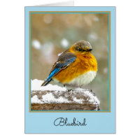Eastern Bluebird in Snow - Original Foto