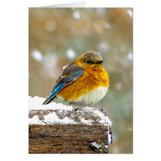 Eastern Bluebird in Snow - Original Foto (Vorne)