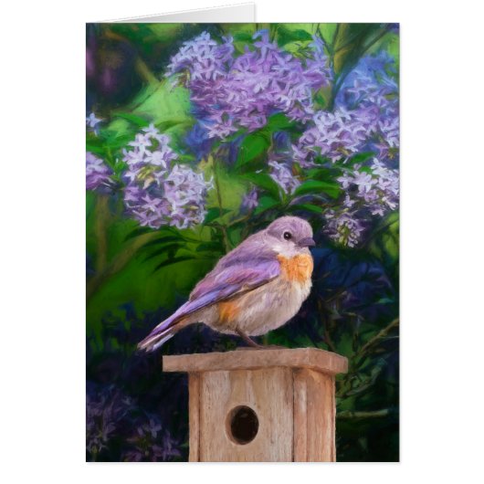 Eastern Bluebird in Snow - Original Foto (Vorne)