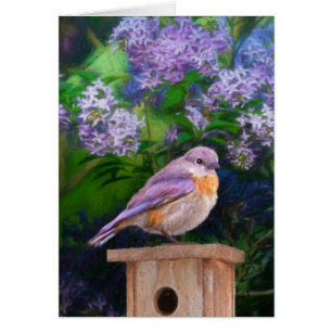 Eastern Bluebird in Snow - Original Foto