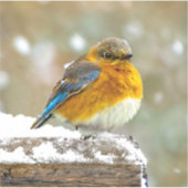 Eastern Bluebird in Snow - Original Foto Aufkleber (Vorderseite)