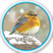 Eastern Bluebird in Snow - Original Foto Aufkleber (Vorderseite)