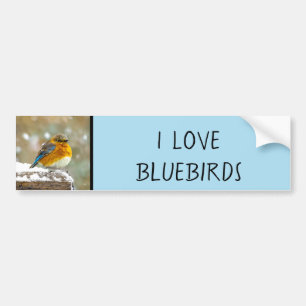 Eastern Bluebird in Snow - Original Foto Autoaufkleber