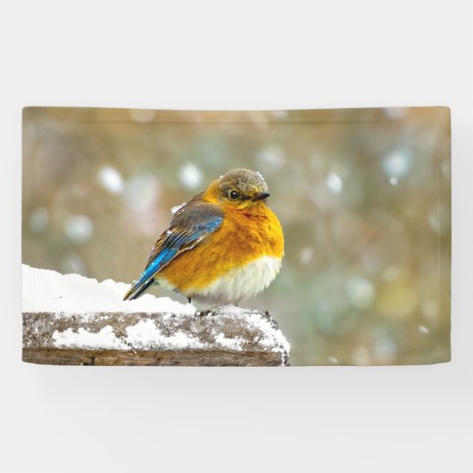 Eastern Bluebird in Snow - Original Foto Banner (Horizontal)