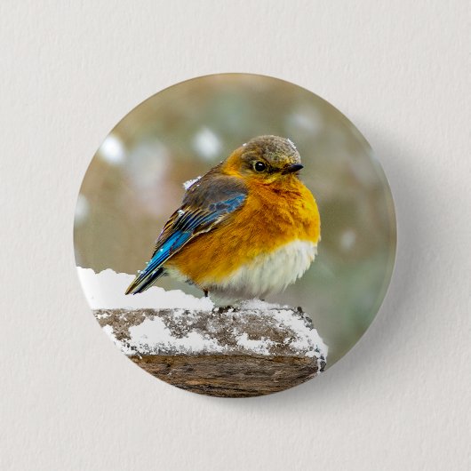 Eastern Bluebird in Snow - Original Foto Button (Vorderseite)
