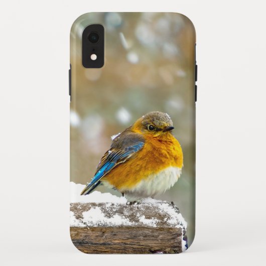 Eastern Bluebird in Snow - Original Foto Case-Mate iPhone Hülle (Rückseite)