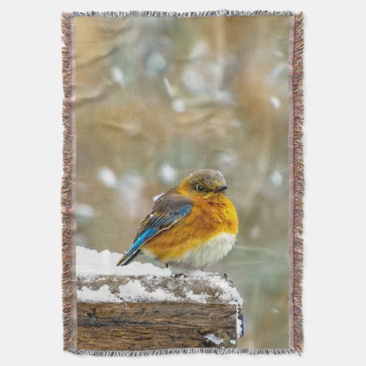 Eastern Bluebird in Snow - Original Foto Decke (Vorderseite Vertikal)