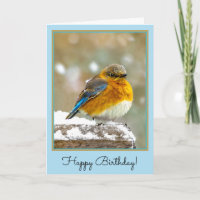Eastern Bluebird in Snow - Original Foto