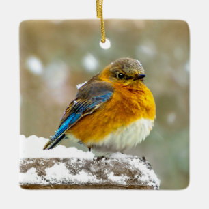 Eastern Bluebird in Snow - Original Foto Keramikornament
