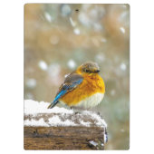 Eastern Bluebird in Snow - Original Foto Klemmbrett (Rückseite)