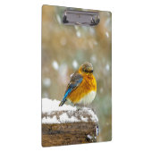 Eastern Bluebird in Snow - Original Foto Klemmbrett (Rechts)