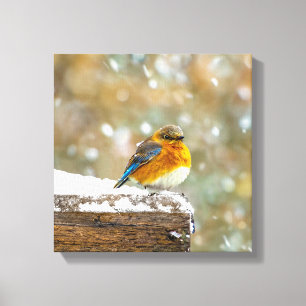 Eastern Bluebird in Snow - Original Foto Leinwanddruck