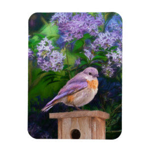 Eastern Bluebird in Snow - Original Foto Magnet