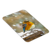 Eastern Bluebird in Snow - Original Foto Magnet (Rechte Seite)