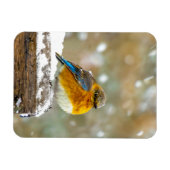 Eastern Bluebird in Snow - Original Foto Magnet (Horizontal)