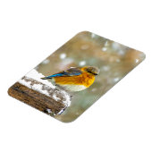 Eastern Bluebird in Snow - Original Foto Magnet (Linke Seite)