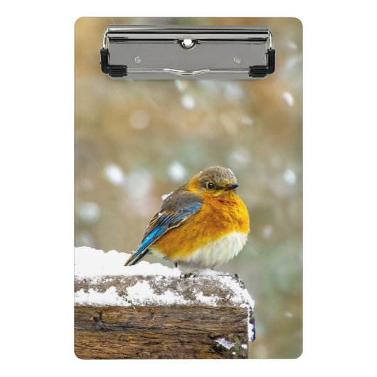 Eastern Bluebird in Snow - Original Foto Mini Klemmbrett (Vorderseite)
