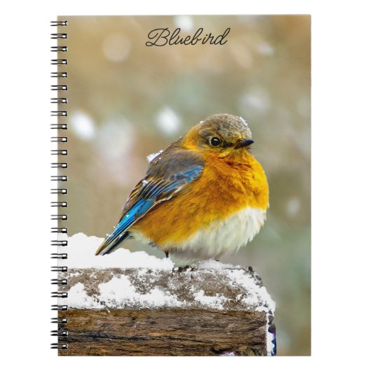 Eastern Bluebird in Snow - Original Foto Notizblock (Vorderseite)