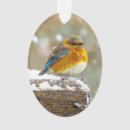 Eastern Bluebird in Snow - Original Foto Ornament (Vorderseite)