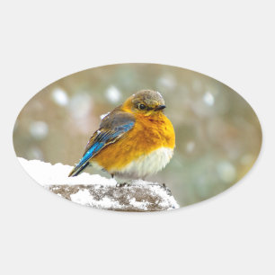 Eastern Bluebird in Snow - Original Foto Ovaler Aufkleber