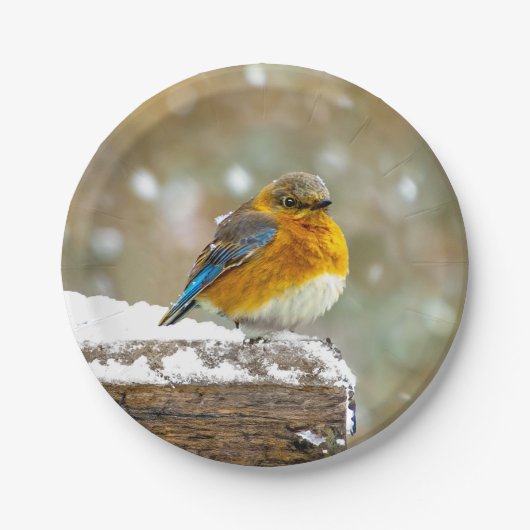 Eastern Bluebird in Snow - Original Foto Pappteller (Vorderseite)