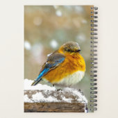 Eastern Bluebird in Snow - Original Foto Planer (Rückseite)