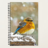 Eastern Bluebird in Snow - Original Foto Planer (Vorderseite)