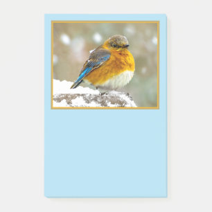 Eastern Bluebird in Snow - Original Foto Post-it Klebezettel