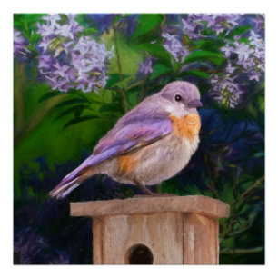 Eastern Bluebird in Snow - Original Foto Poster