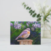 Eastern Bluebird in Snow - Original Foto Postkarte (Stehend Vorderseite)