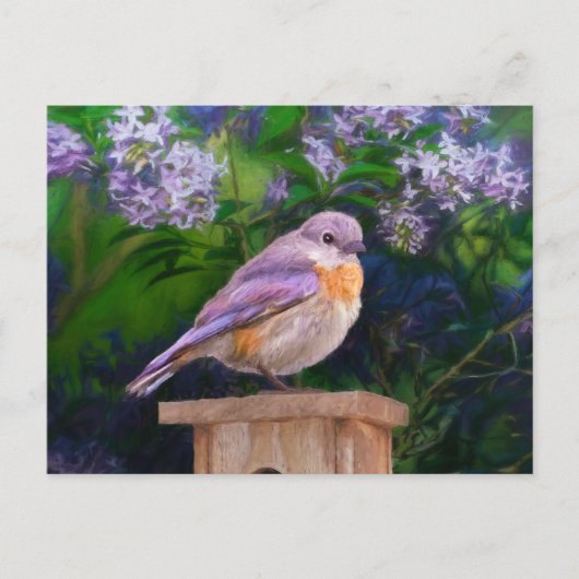 Eastern Bluebird in Snow - Original Foto Postkarte (Vorderseite)