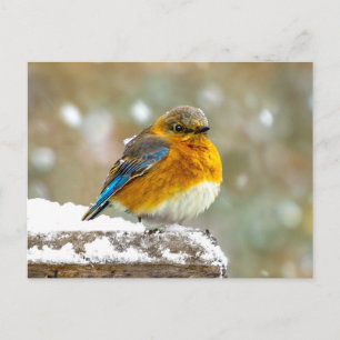 Eastern Bluebird in Snow - Original Foto Postkarte
