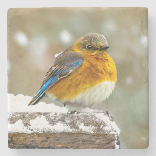 Eastern Bluebird in Snow - Original Foto Steinuntersetzer (Vorderseite)