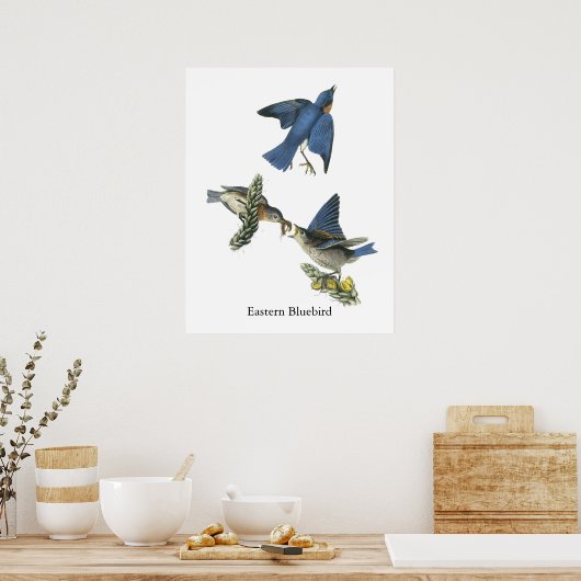 Eastern Bluebird, John Audubon Poster (Küche)