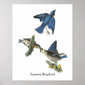 Eastern Bluebird, John Audubon Poster (Vorne)