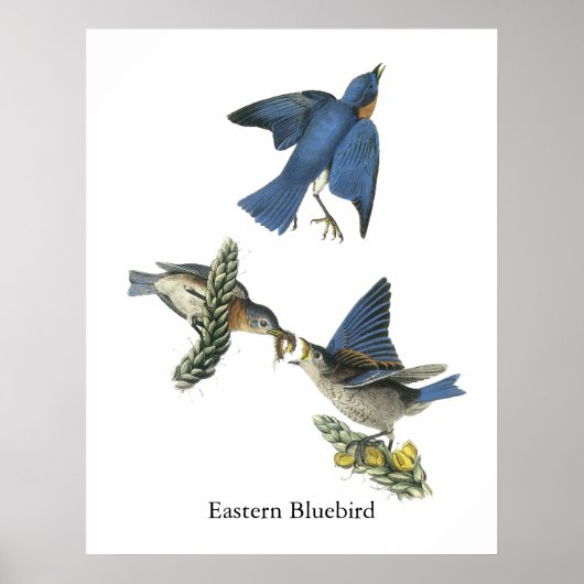 Eastern Bluebird, John Audubon Poster (Vorne)